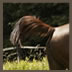 Horse3