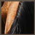 Horse4