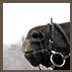 Horse5