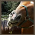 Horse6
