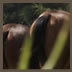 Horse8