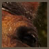 Horse9
