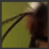 Insect4