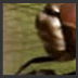 Insect7