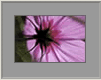 Federblume1