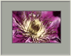 Clematis2