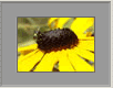 Flammenblume1