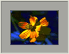 Federblume2