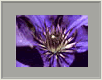 Clematis1