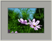 Federblume3