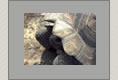 Riesenschildkroete