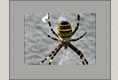 Spinne