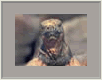 Landleguan