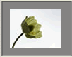 Anemone1
