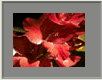 Gladiole2