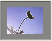 Anemone3