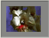 Gladiole4