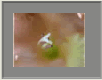 Gladiole5