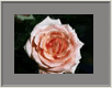 Rose1