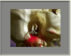 Gladiole8