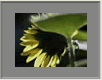 Sonnenblume1
