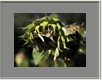 Sonnenblume2