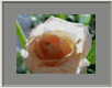 Rose2
