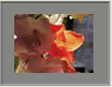 Gladiole1