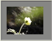 Anemone2